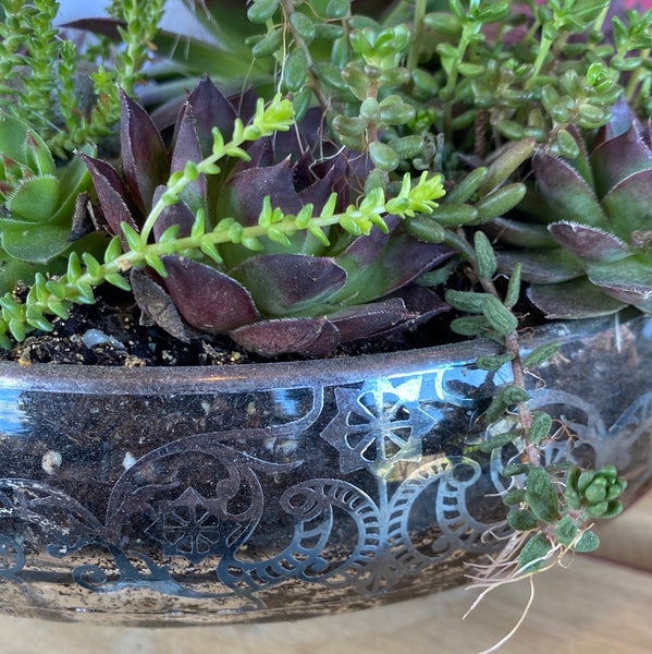 Skull, Rose Quartz & Succulent in Cambridge Bowl w/ Silver Lace