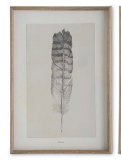 Framed Feather Print