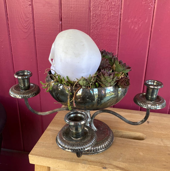 Rose Quartz Succulents in Silver Candle Planter w/ Skull