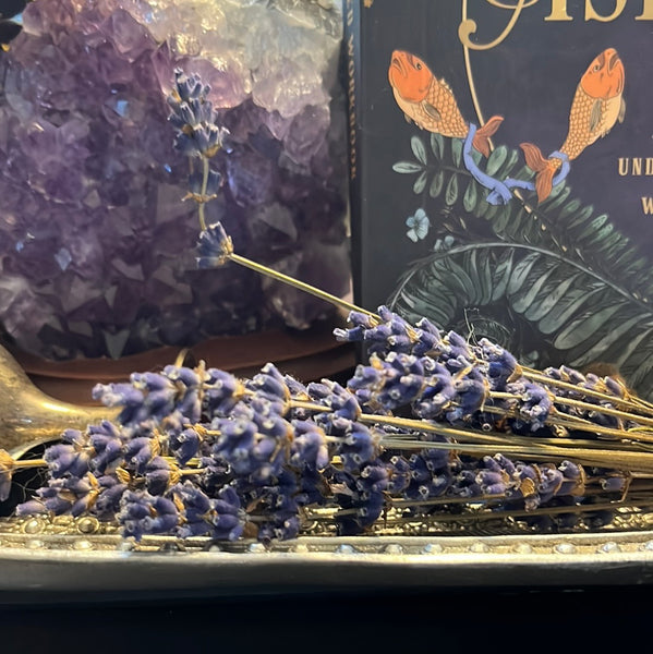 Lavender