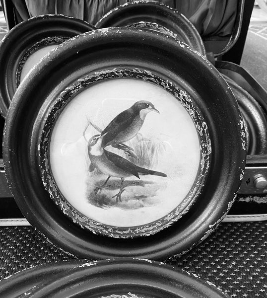 Black Round Framed Bird Prints